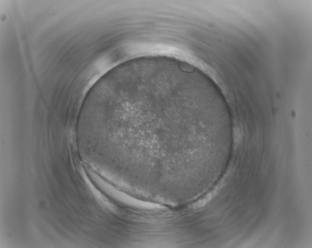 X0000066091521200603171043