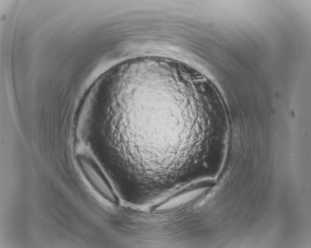 X0000066091525200603171043