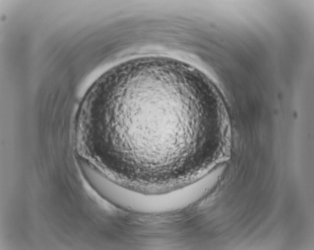 X0000066091527200603171043