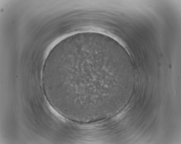 X0000066091535200603171043