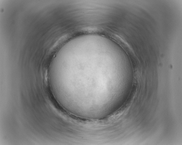 X0000066090024200603241508