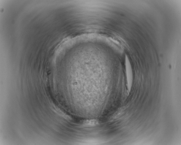 X0000066090077200603241507