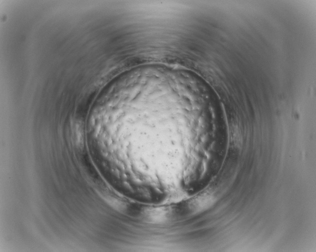 X0000066090131200603241506