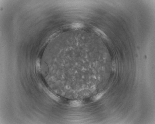 X0000066090238200603241505