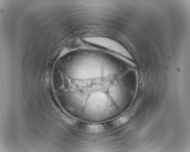 X0000066090277200603241504
