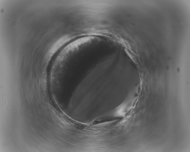 X0000066090295200603241504