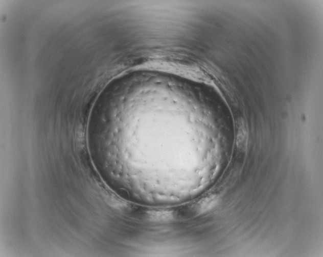X0000066090469200603241501