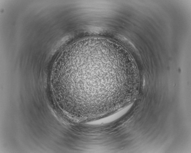 X0000066090496200603241500