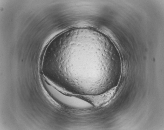 X0000066090795200603241455