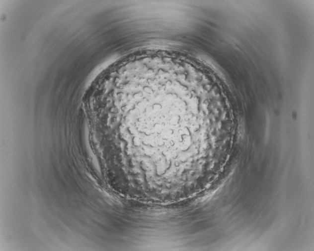 X0000066090829200603241455