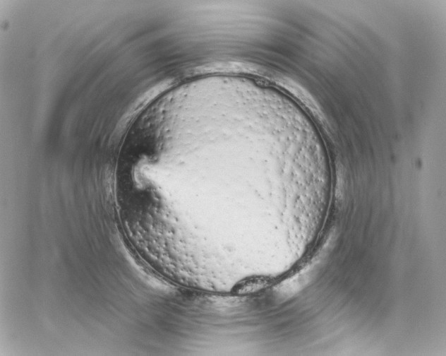 X0000066090849200603241455