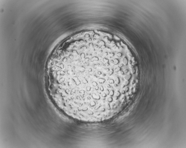 X0000066090853200603241455