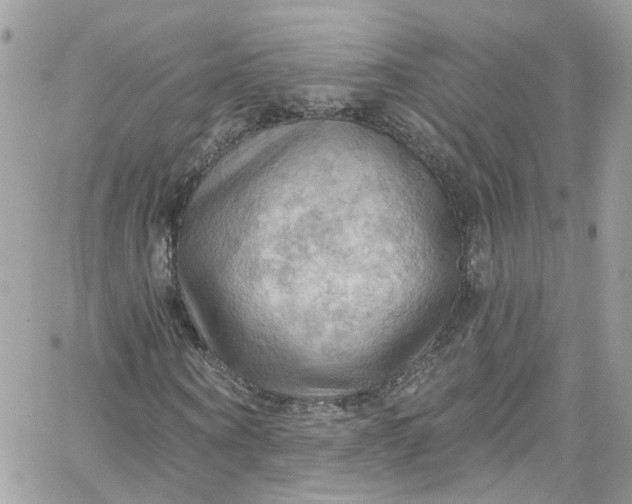 X0000066090866200603241454