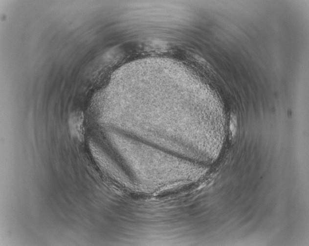 X0000066090867200603241454