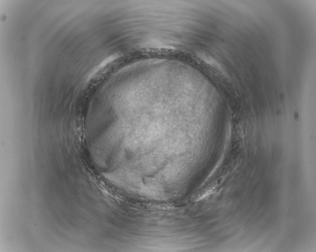 X0000066090870200603241454