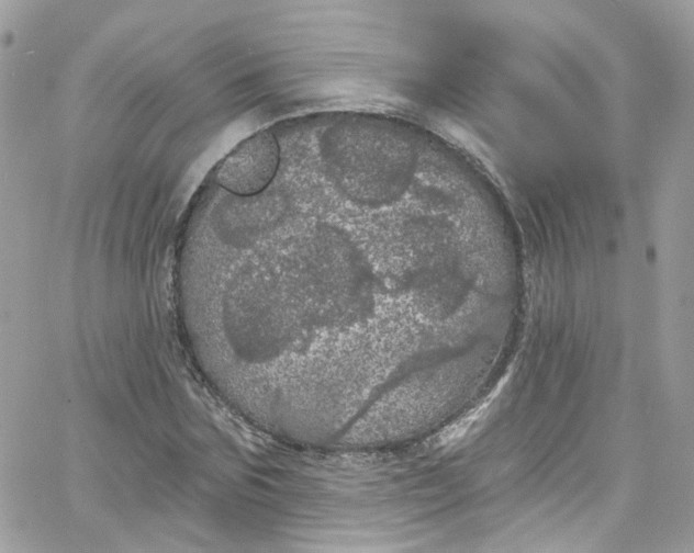 X0000066090875200603241454