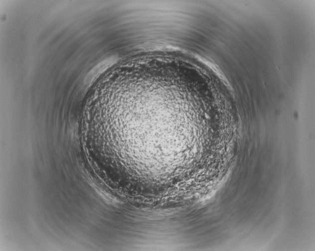 X0000066090881200603241454