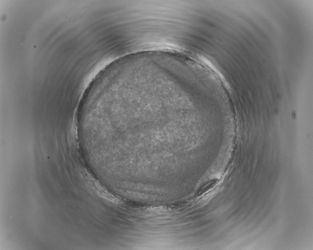 X0000066090883200603241454