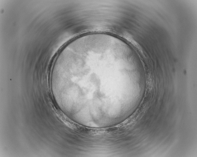 X0000066090886200603241454