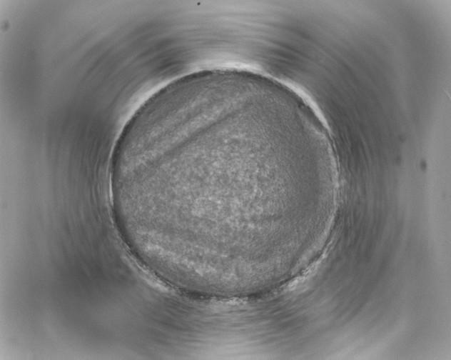 X0000066090887200603241454