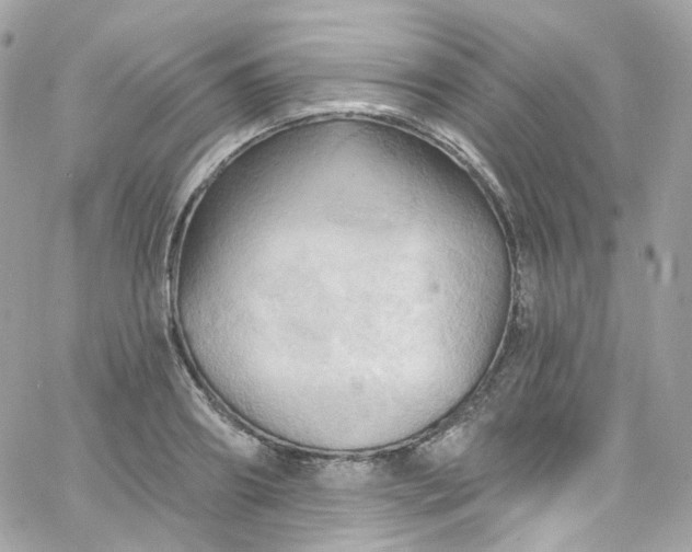 X0000066090890200603241454