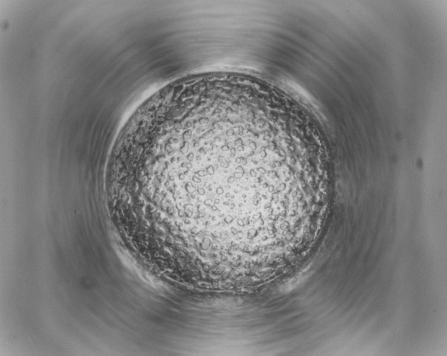 X0000066090892200603241454