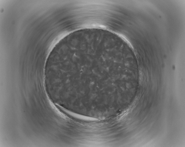 X0000066090895200603241454