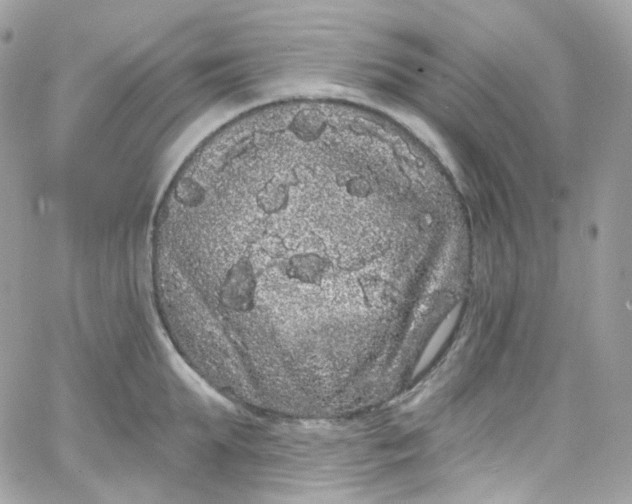 X0000066090903200603241454