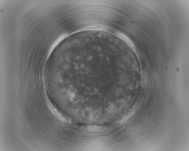 X0000066090907200603241454