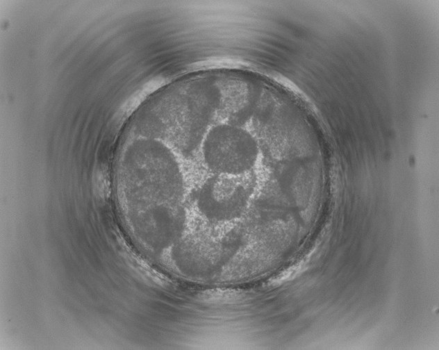 X0000066090929200603241453