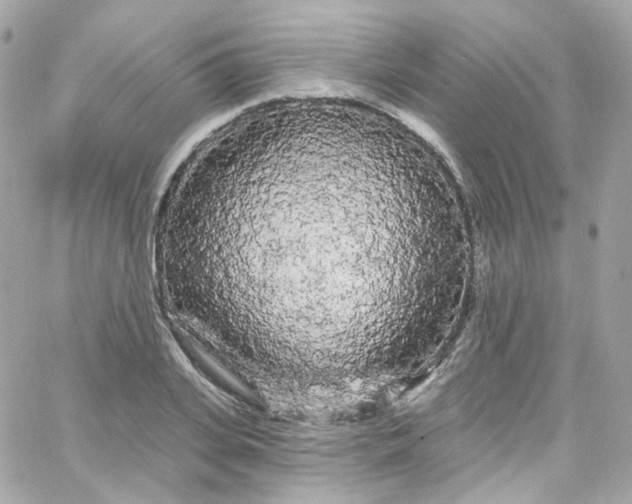 X0000066090935200603241453