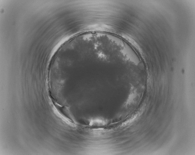 X0000066090941200603241453