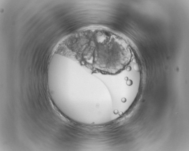 X0000066090953200603241453