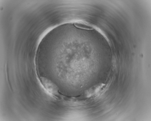 X0000066090959200603241454