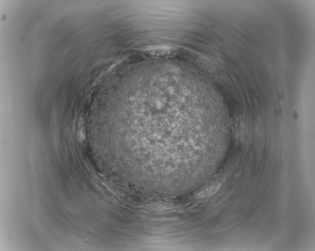 X0000066090962200603241453