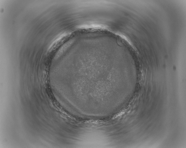 X0000066090967200603241453