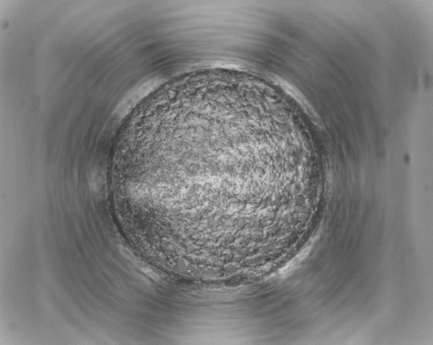 X0000066090977200603241453