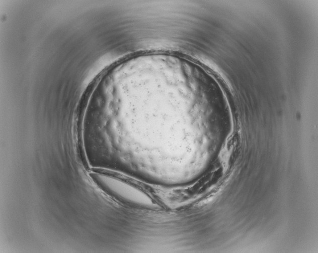 X0000066090983200603241452