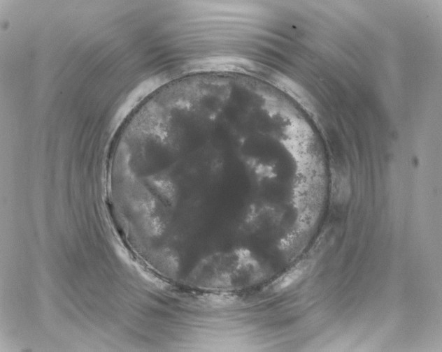 X0000066090994200603241452