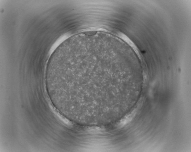 X0000066091002200603241452