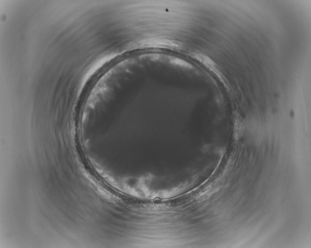 X0000066091024200603241451