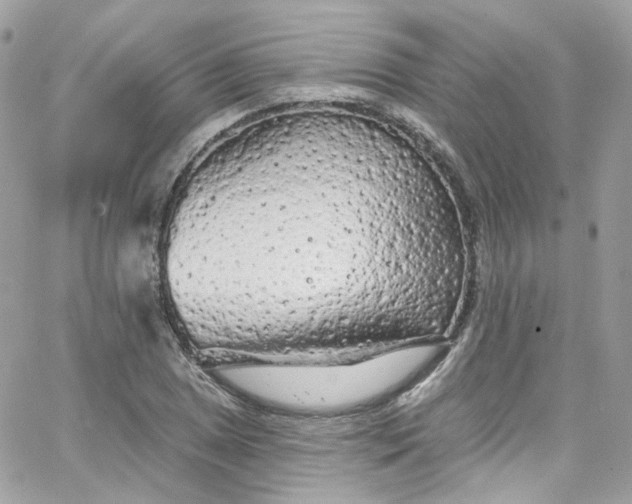 X0000066091025200603241451