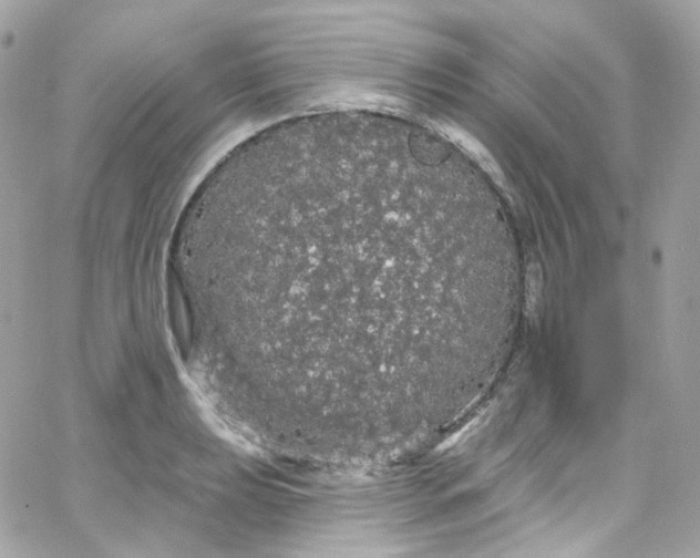 X0000066091039200603241452