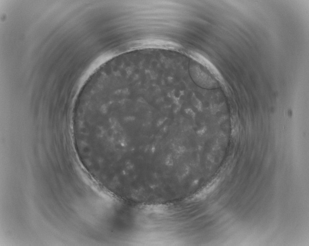 X0000066091043200603241452