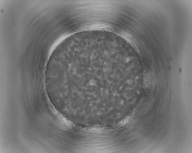 X0000066091086200603241451