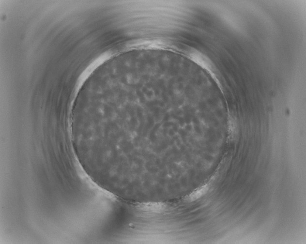 X0000066091090200603241451