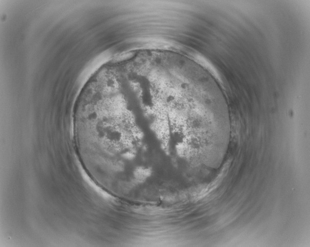 X0000066091095200603241451