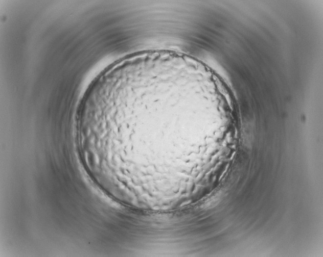 X0000066091096200603241451