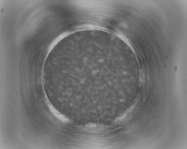 X0000066091098200603241451