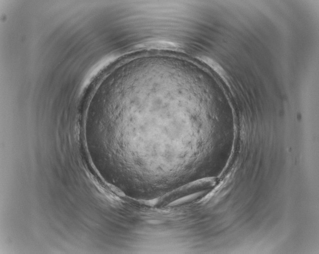 X0000066091115200603241450